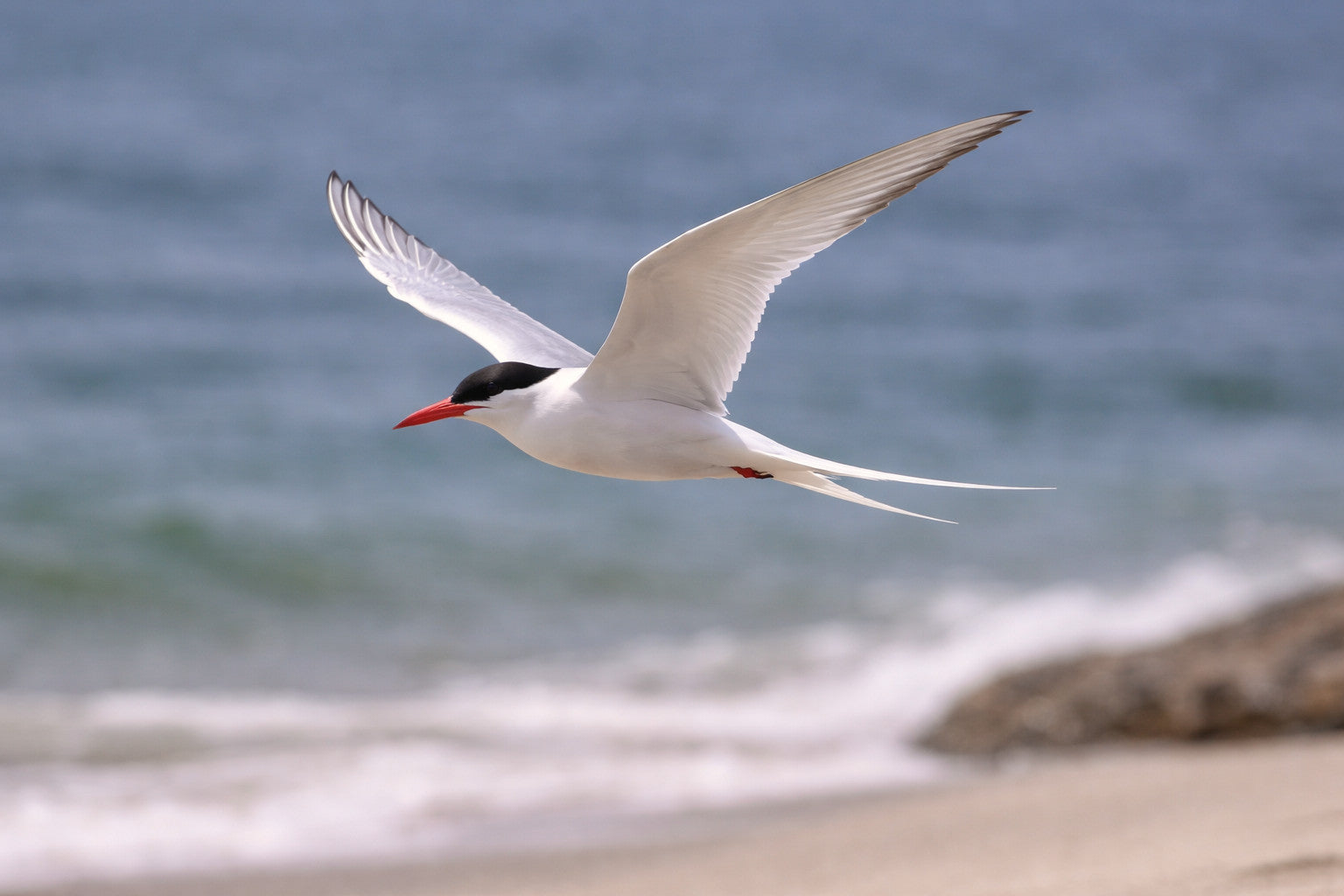 Seeschwalben: Bewegung zwischen Luft und Wasser