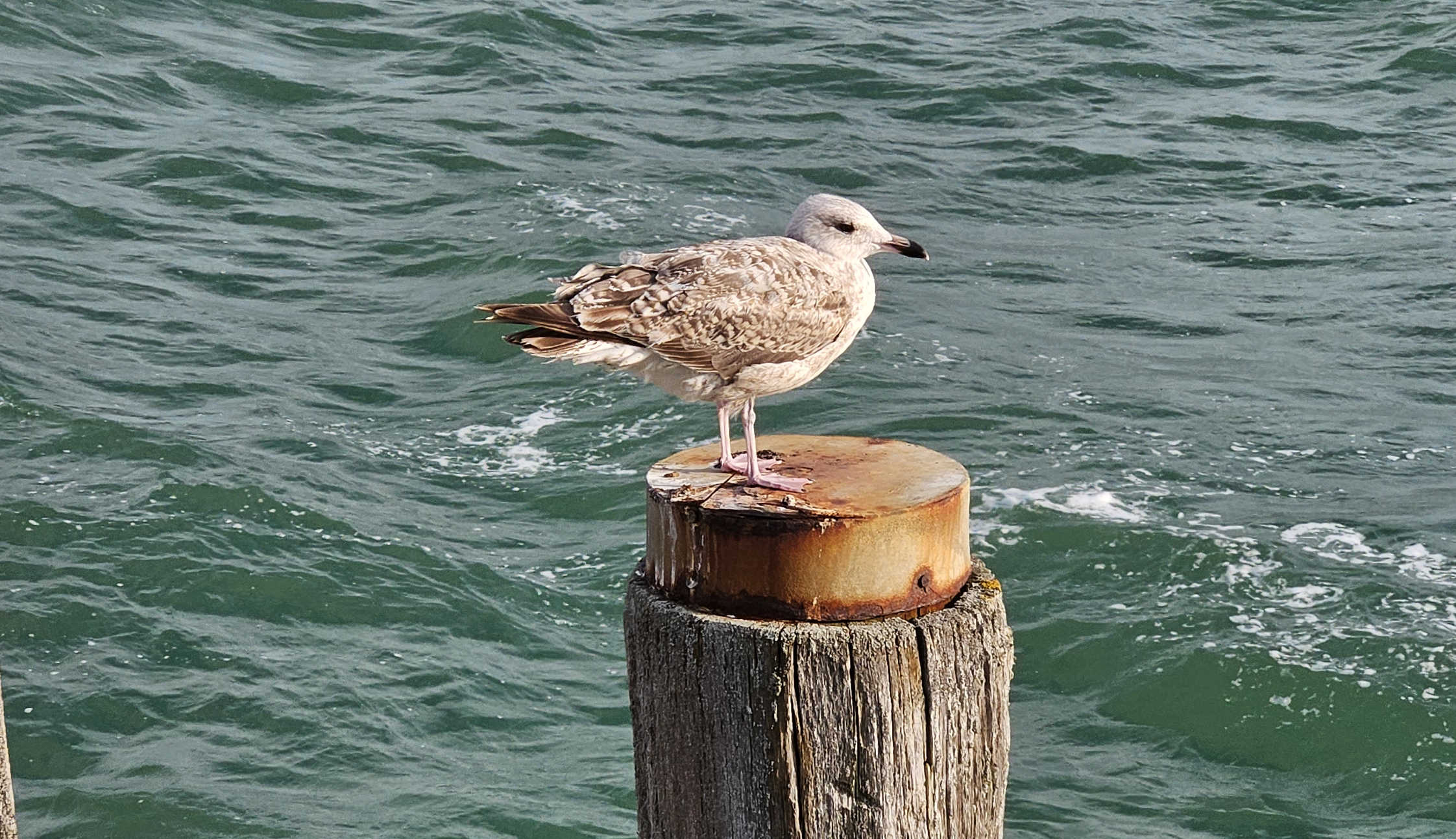 Möwe sitzt auf Holzpfahl im Wasser und beobachtet ihre Umgebung