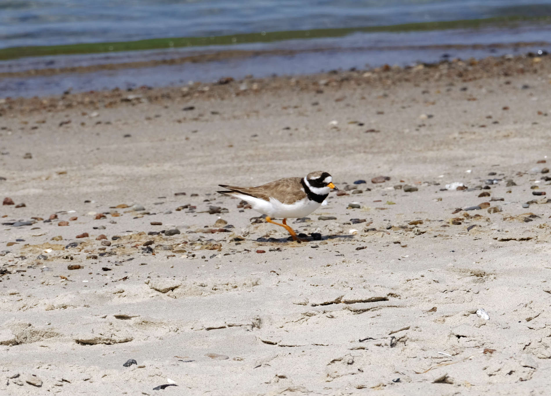 Sandregenpfeifer am Strand