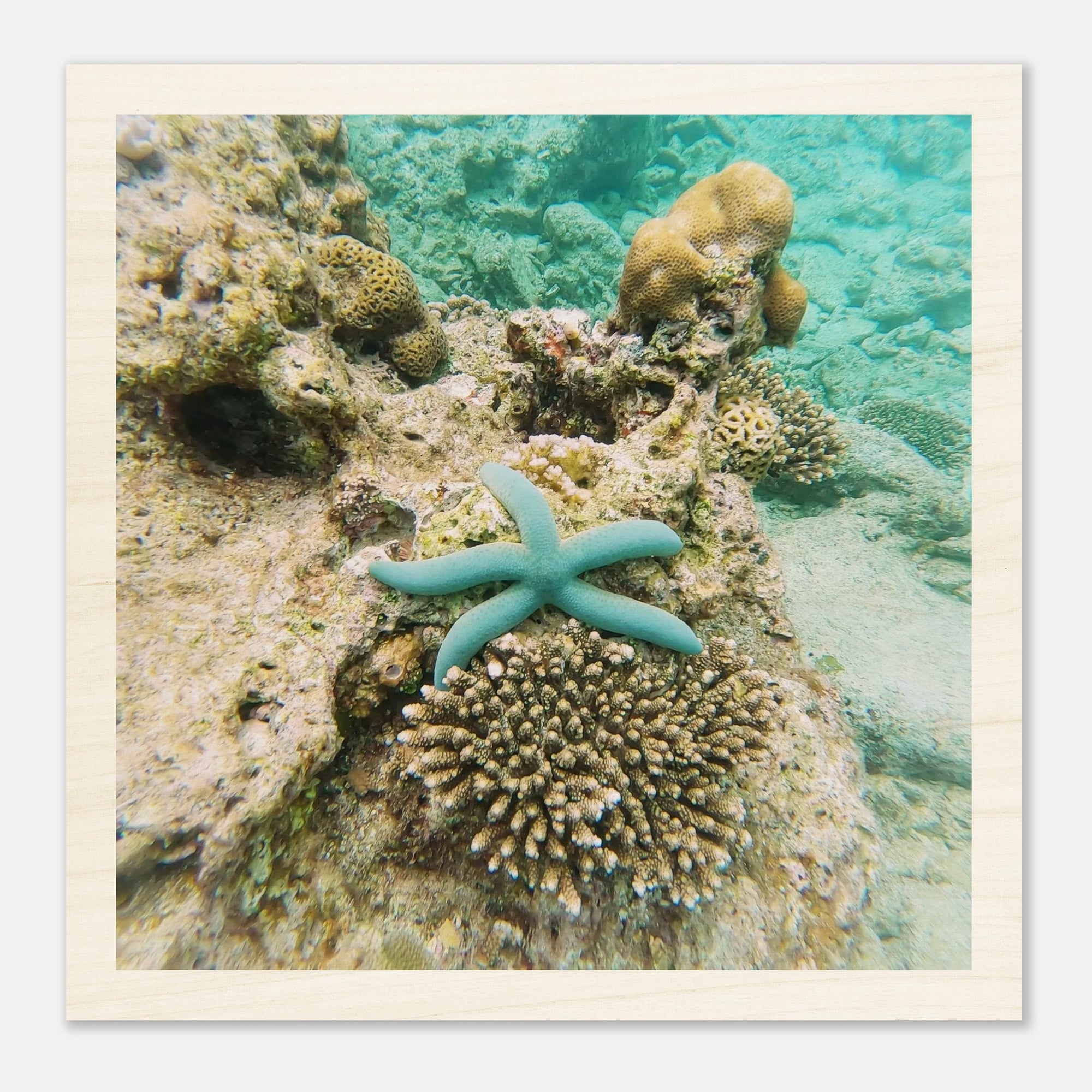 Holzbild mit Seestern im Korallenriff – tropisches Unterwasser Motiv auf Birkenholz