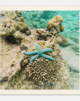 Holzbild mit Seestern im Korallenriff – tropisches Unterwasser Motiv auf Birkenholz