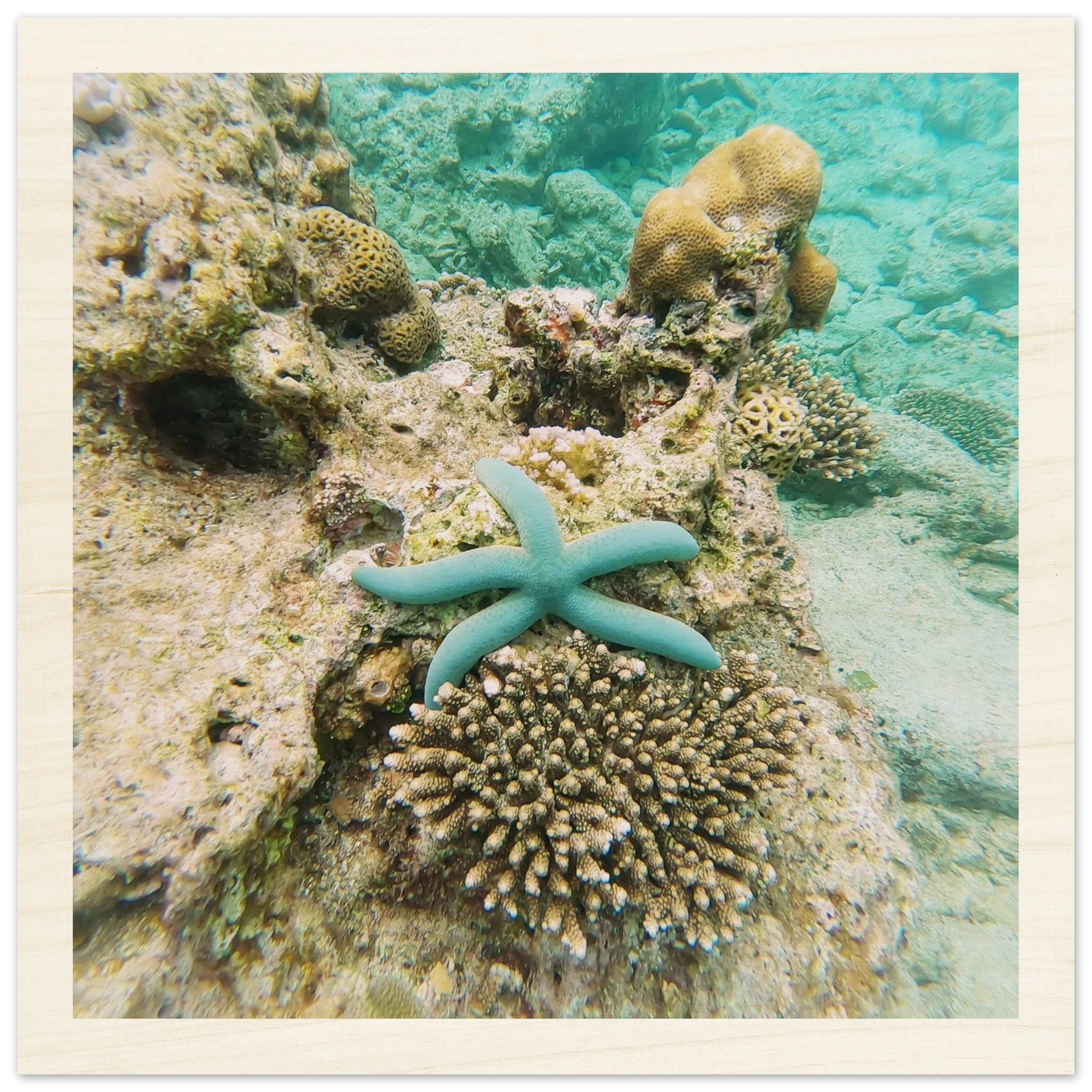 Holzdruck mit Seestern im Korallenriff – ruhiges Unterwasser Wandbild auf Birkenholz