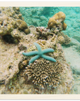 Holzdruck mit Seestern im Korallenriff – ruhiges Unterwasser Wandbild auf Birkenholz