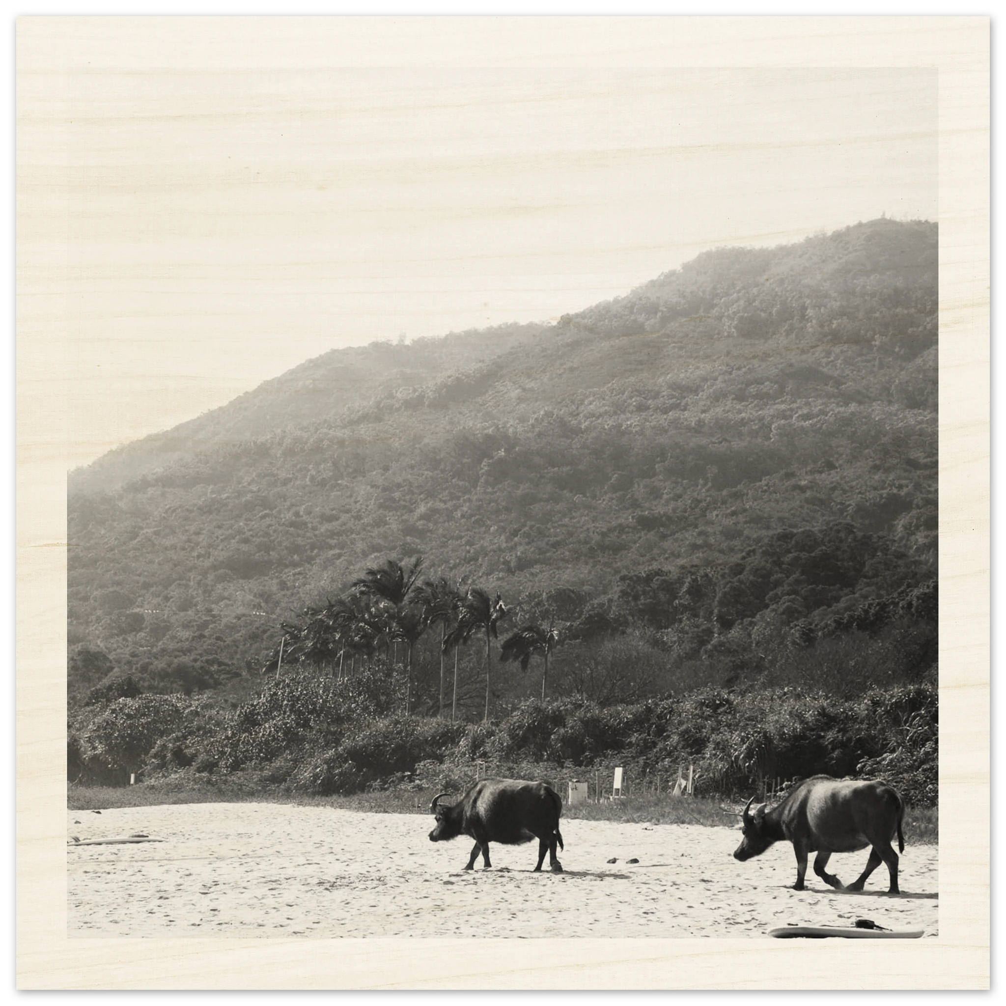 Holzdruck mit Wasserbüffel und Surfboard am Strand vor Berglandschaft in Asien – ruhiges Wandbild auf Birkenholz