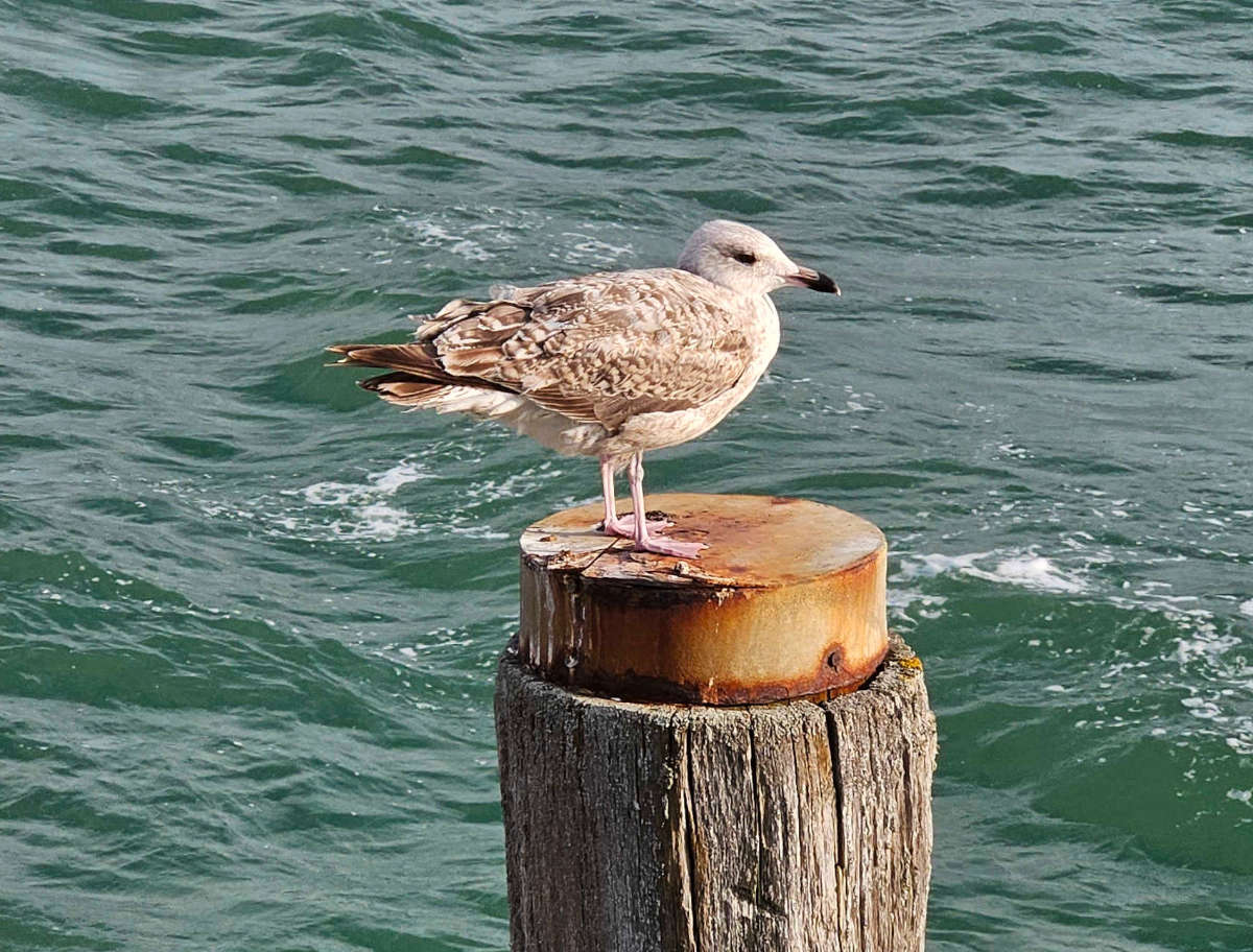 Möwe sitzt an sonnigem Tag auf einem Pfahl im Meer