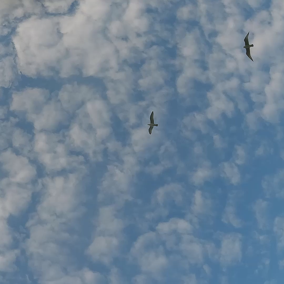 Video von Küstenvögeln am Meer als Inspiration für handgefertigten Holzvogel auf Stein